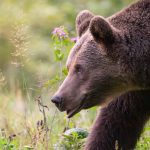 Bear Tracks, Bear Tracks…