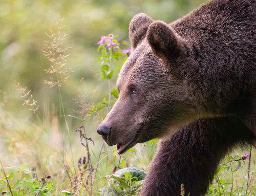 Bear Tracks, Bear Tracks…