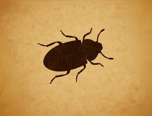 Preventing Grease Bugs of the Soul