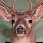 THE FINAL DEER HEAD