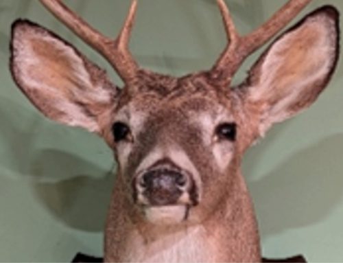 THE FINAL DEER HEAD
