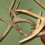 LEARNING FROM THE BUCKS