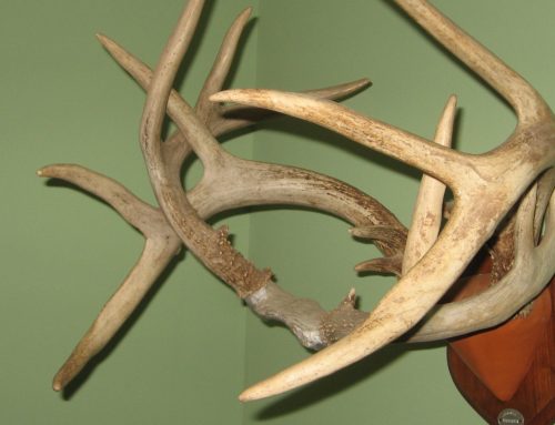 LEARNING FROM THE BUCKS
